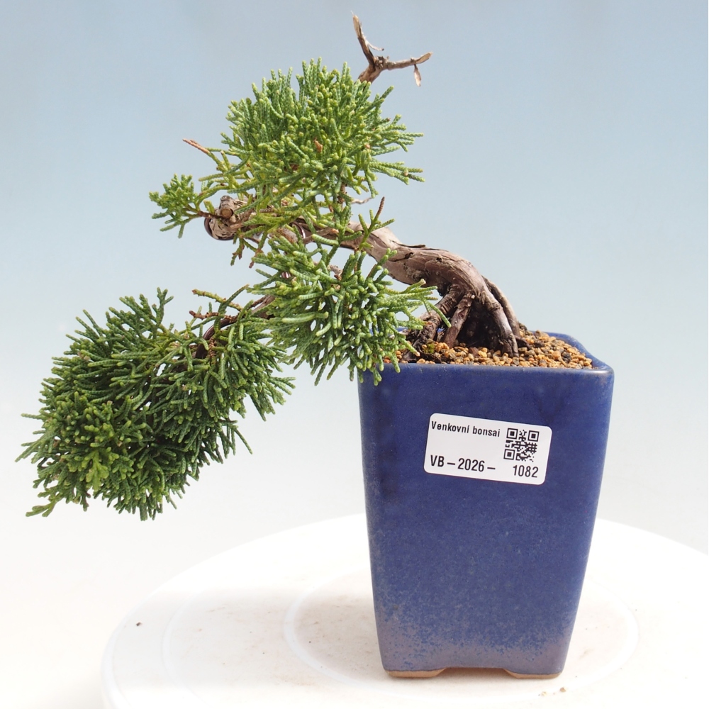 Venkovní bonsai - Juniperus chinensis Kishu -Jalovec čínský