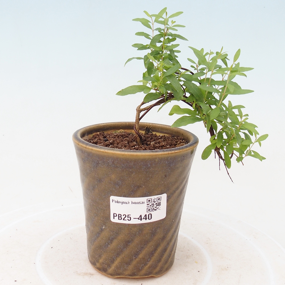 Pokojová bonsai-PUNICA granatum -Granátové jablko