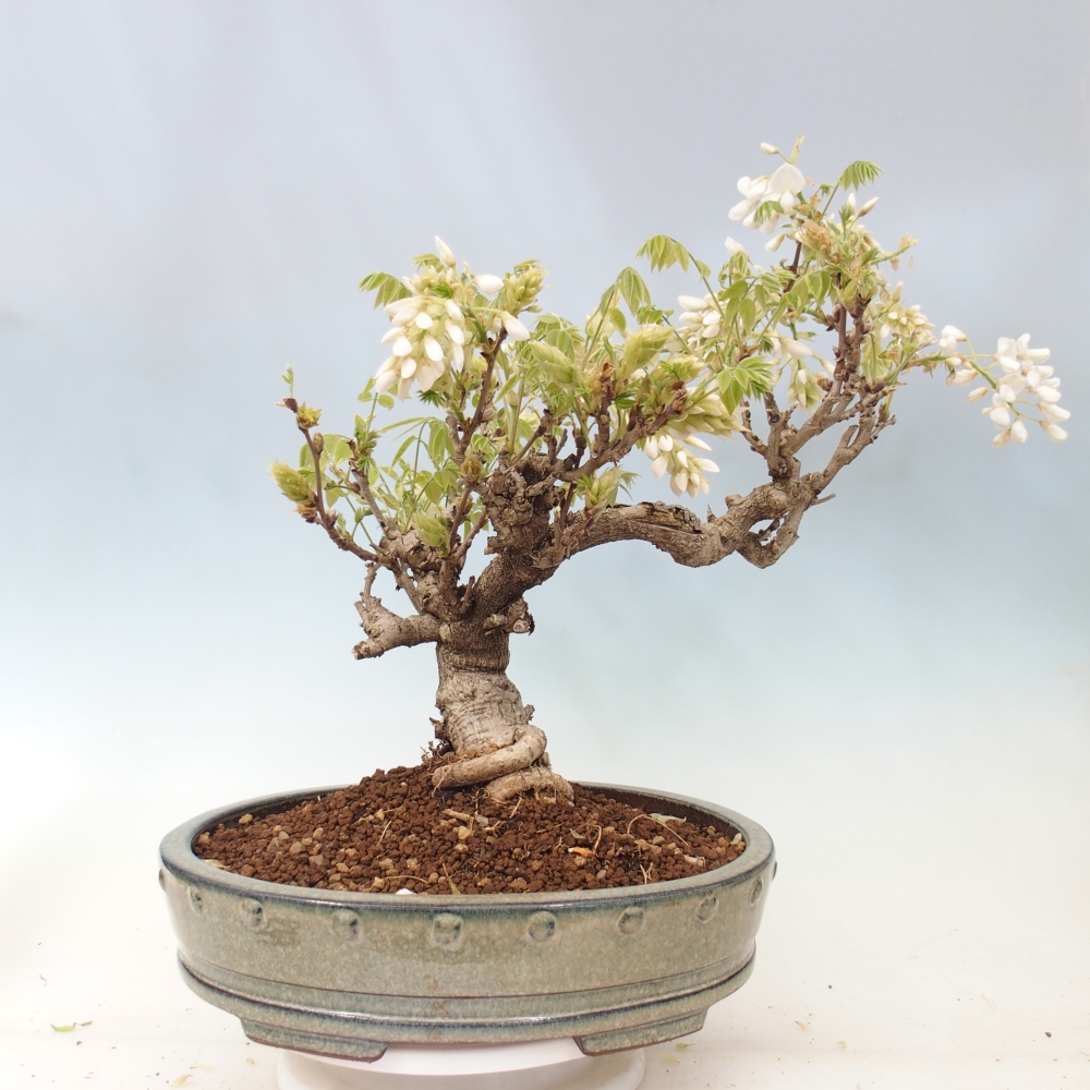 Venkovní bonsai - Vistarie  - Wisteria 