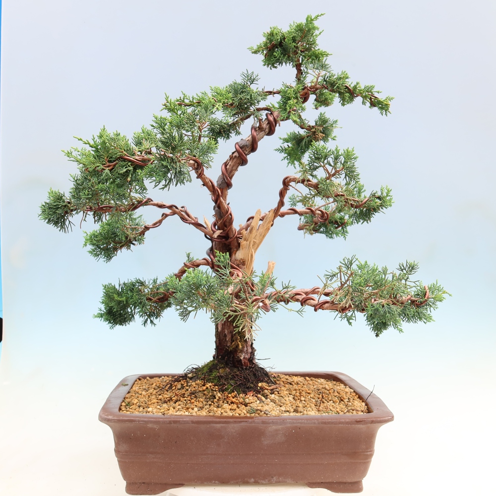 Venkovní bonsai - Juniperus chinensis Kishu -Jalovec čínský