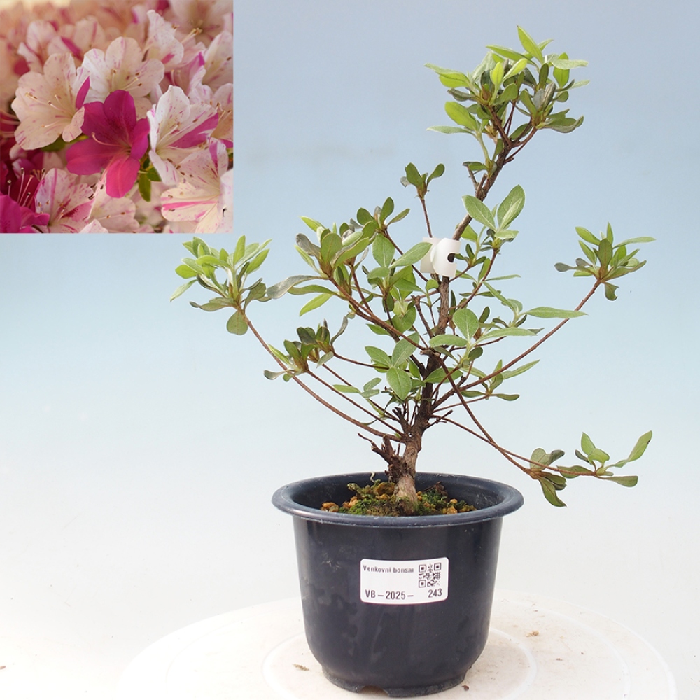 Venkovní bonsai - Japonská azalka - Azalea Kaminojamakirin