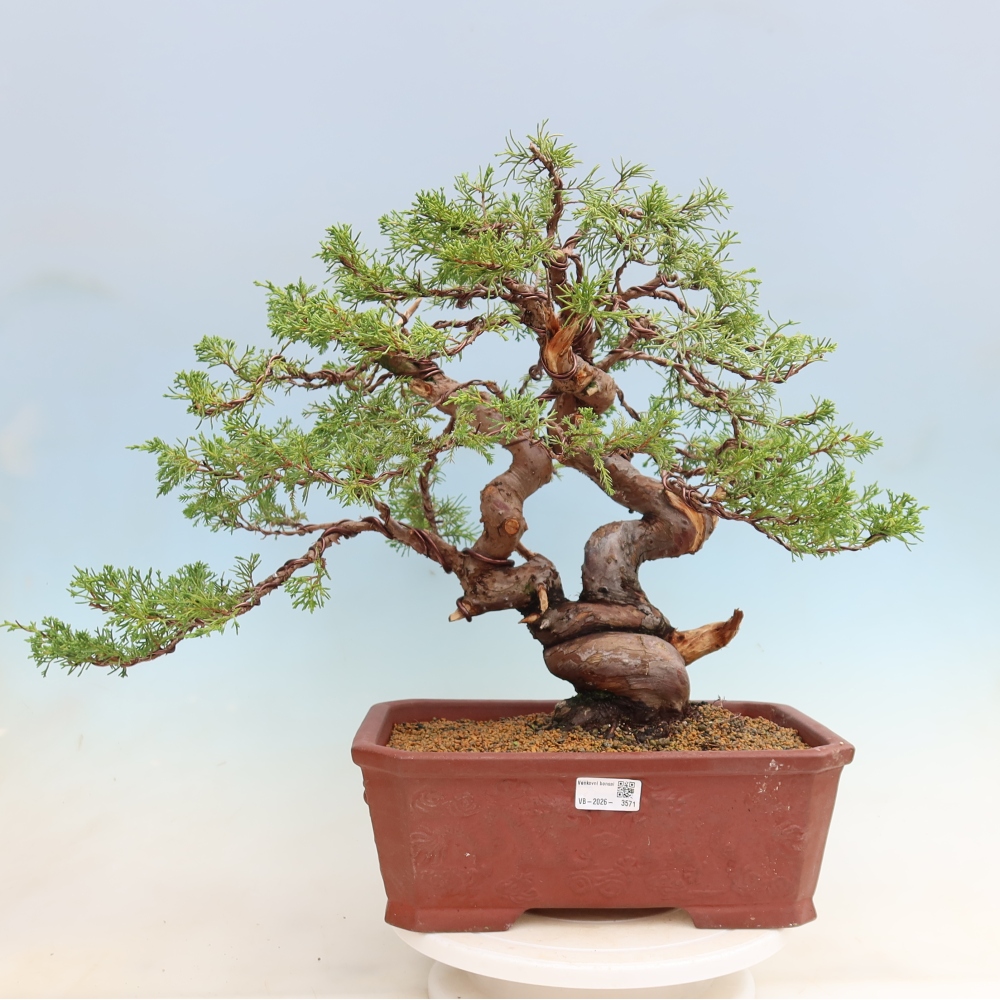 Venkovní bonsai - Juniperus chinensis Itoigawa-Jalovec čínský