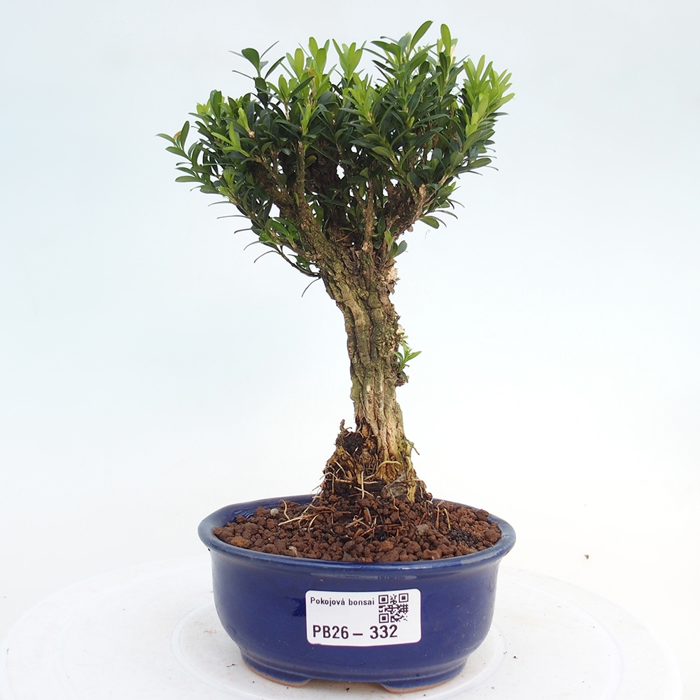 Pokojová bonsai - Buxus harlandii -korkový buxus