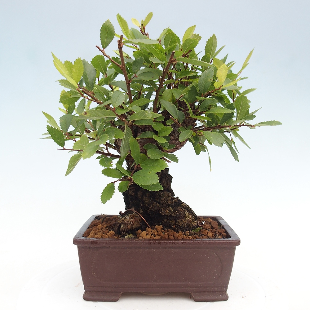 Venkovní bonsai - Zelkova - Zelkova serrata