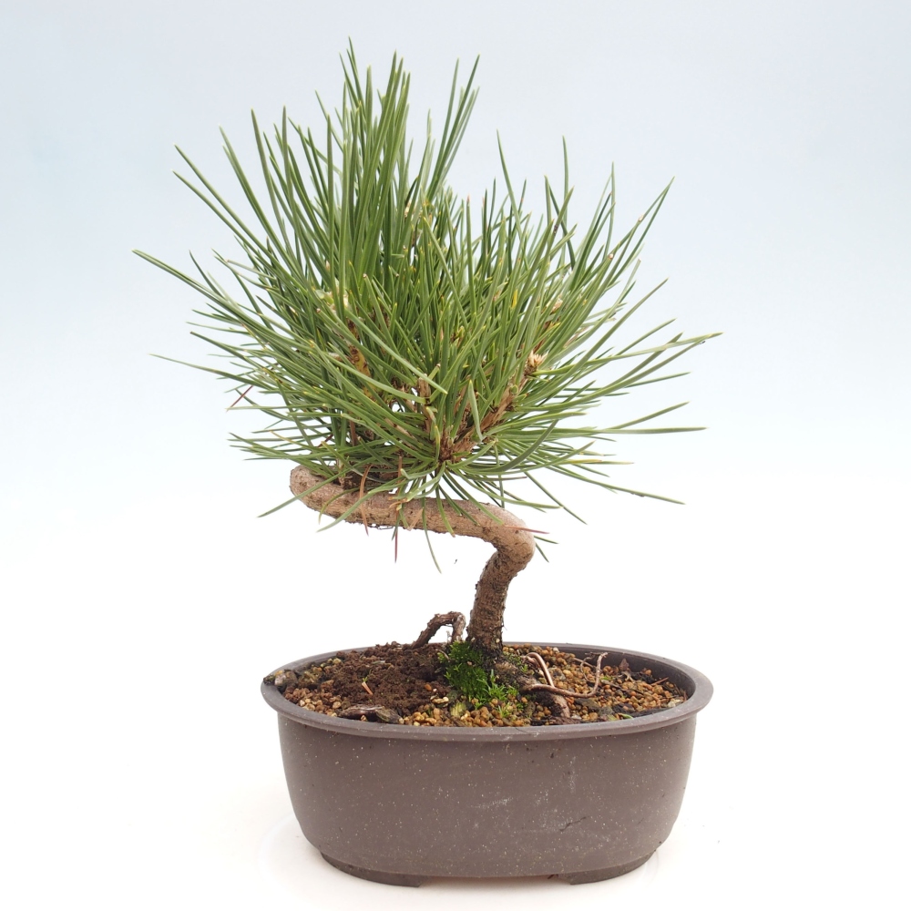 Venkovní bonsai - Pinus thunbergii - Borovice thunbergova