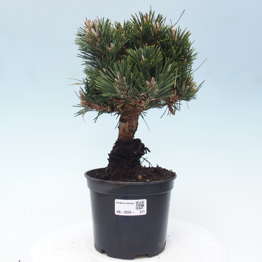 Venkovní bonsai - Pinus thunbergii senjyumaru - Borovice thunbergova