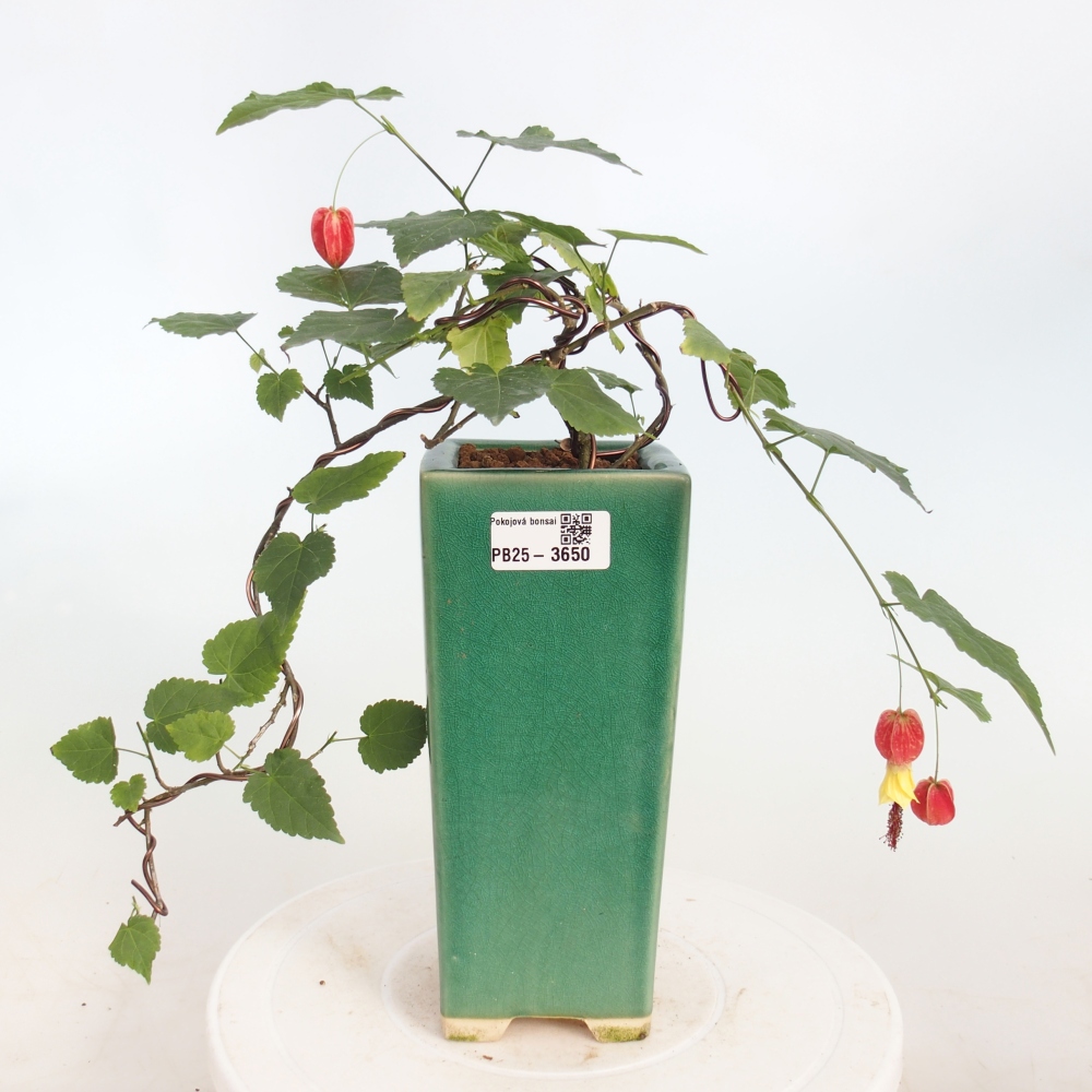 Pokojová bonsai - Abutilon Big Bell - Mračňák poříční