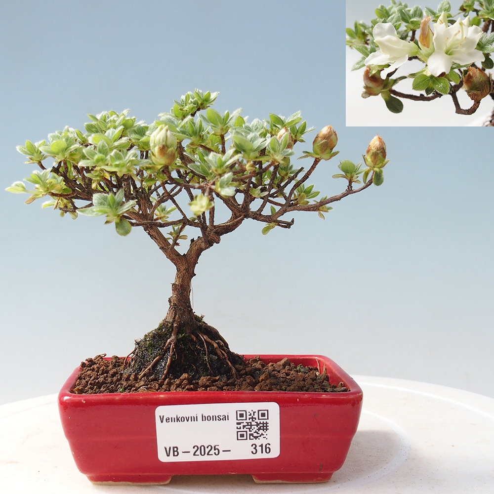 Venkovní bonsai - Rhododendron indicum - Japonská azalka