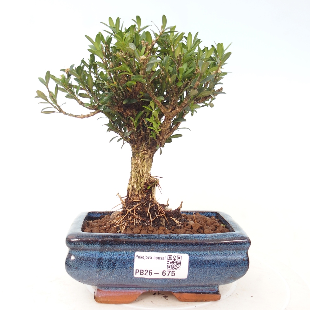 Pokojová bonsai - Buxus harlandii -korkový buxus
