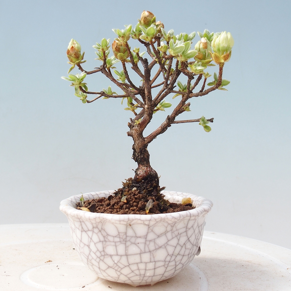 Venkovní bonsai - Rhododendron indicum - Japonská azalka
