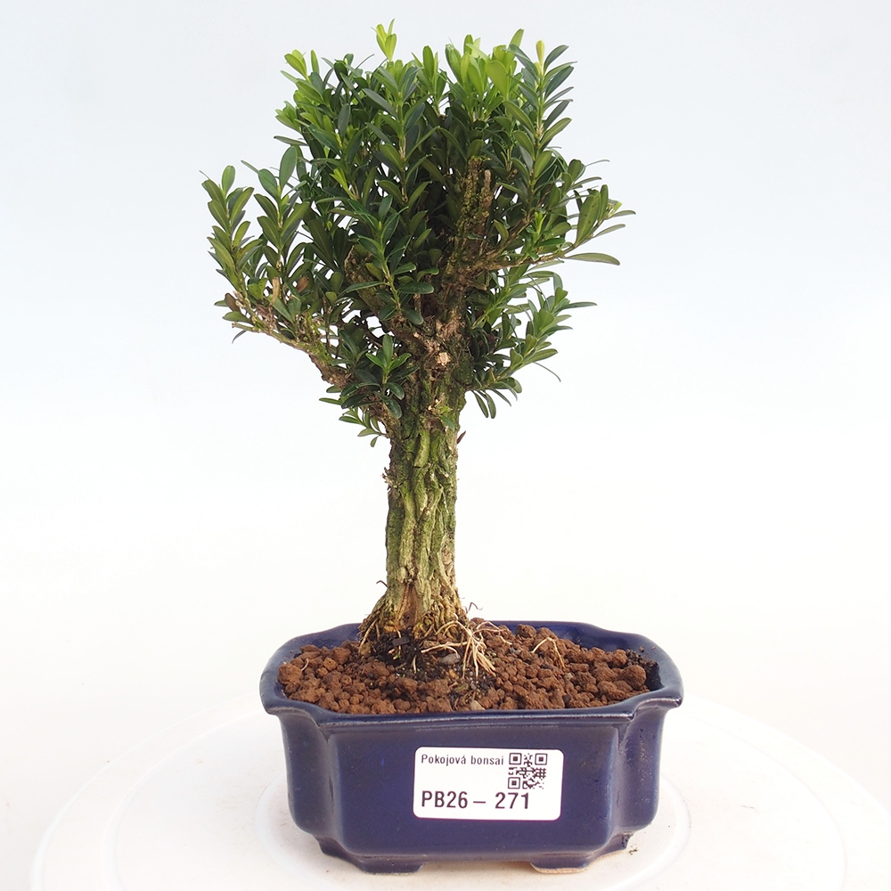 Pokojová bonsai - Buxus harlandii -korkový buxus