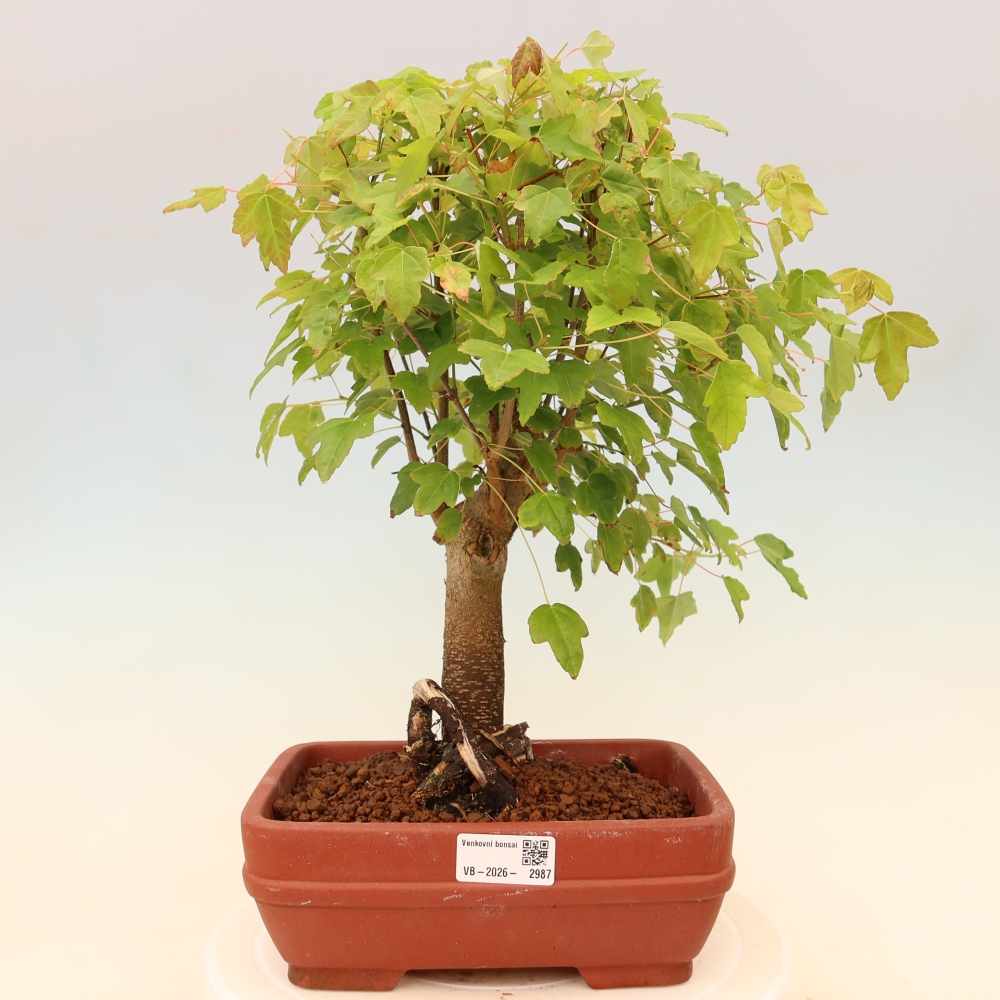 Venkovní bonsai - Javor Burgerův - Acer Burgerianum 