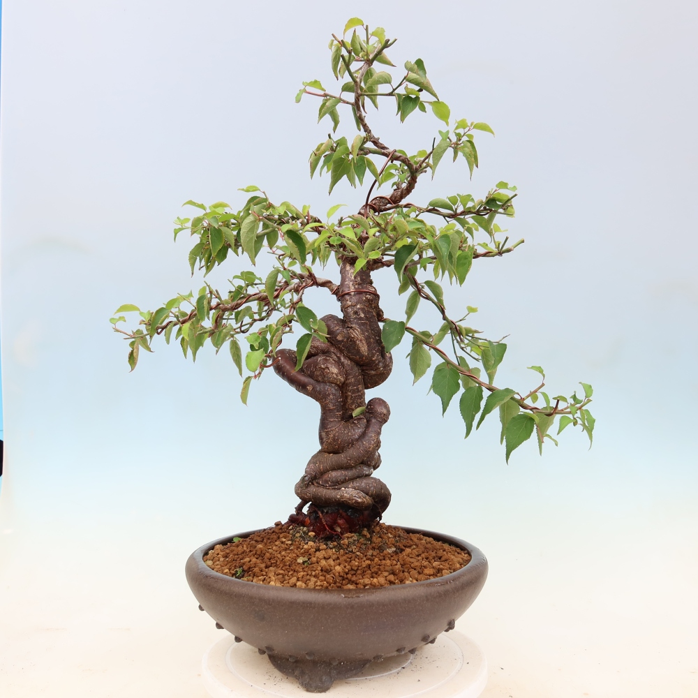 Venkovní bonsai -Japonská meruňka - Prunus Mume