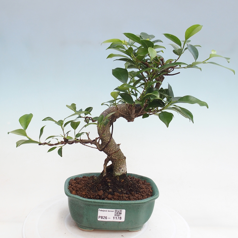 Pokojová bonsai - Ficus retusa -  malolistý fíkus