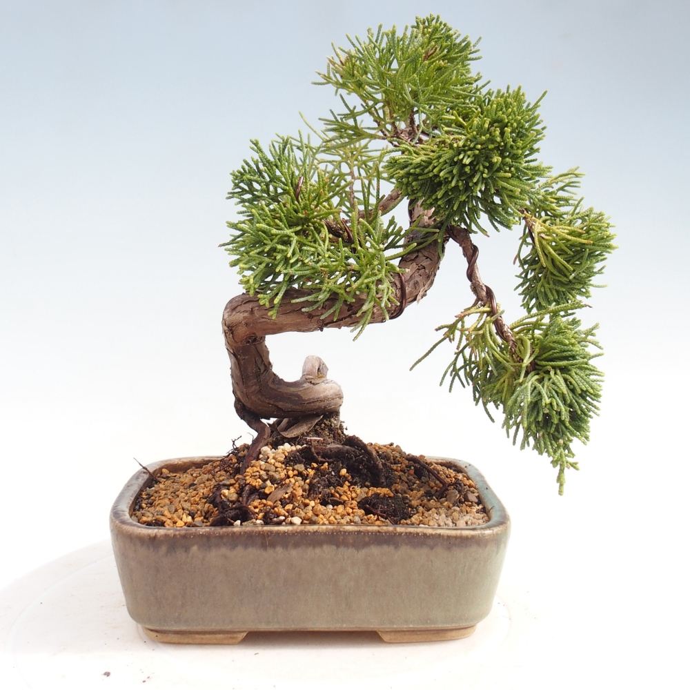 Venkovní bonsai - Juniperus chinensis Kishu -Jalovec čínský