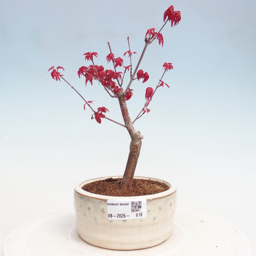 Venkovní bonsai - Javor dlanitolistý - Acer palmatum DESHOJO