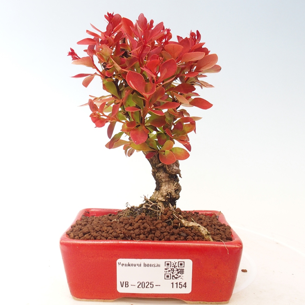 Venkovní bonsai - Berberis thunbergii Kobold - Dřištál Thunbergův