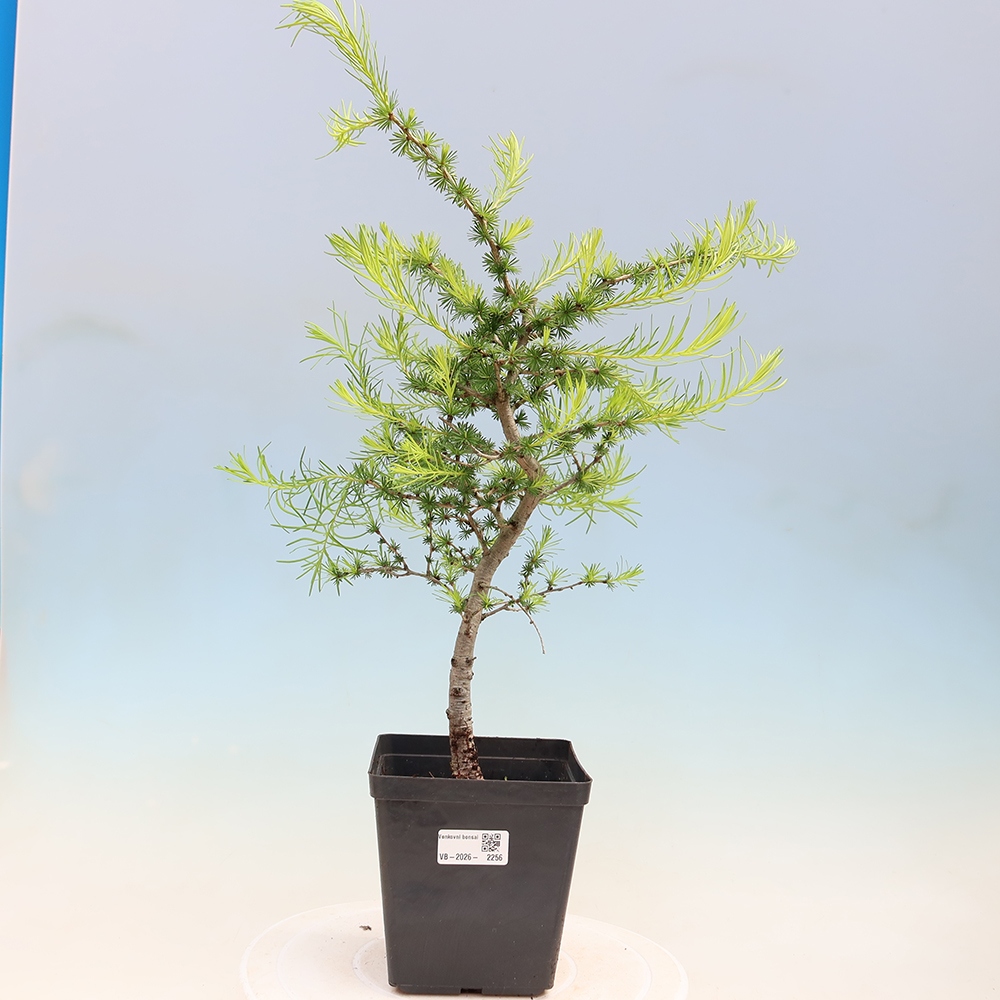 Venkovní bonsai -Larix decidua - Modřín opadavý 