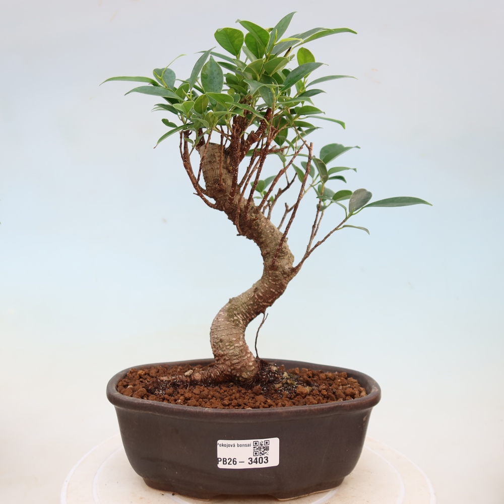 Pokojová bonsai - Ficus kimmen -  malolistý fíkus