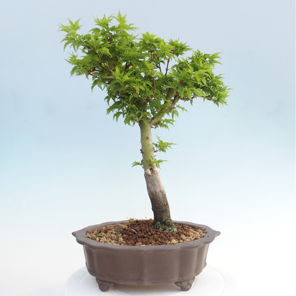 Venkovní bonsai -Javor dlanitolistý Acer palmatum Shishigashira