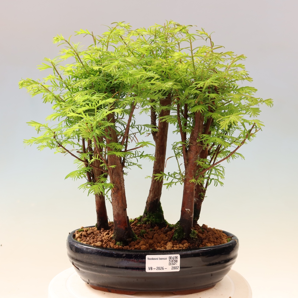 Venkovní bonsai - Metasequoia glyptostroboides - Metasekvoje čínská - lesík