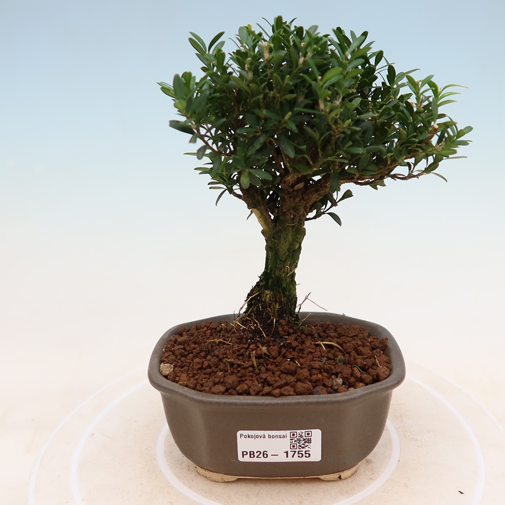 Pokojová bonsai - Buxus harlandii -korkový buxus