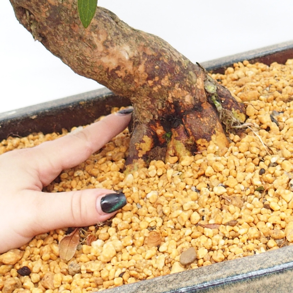 Venkovní bonsai - Japonská azalka - Azalea satsuki