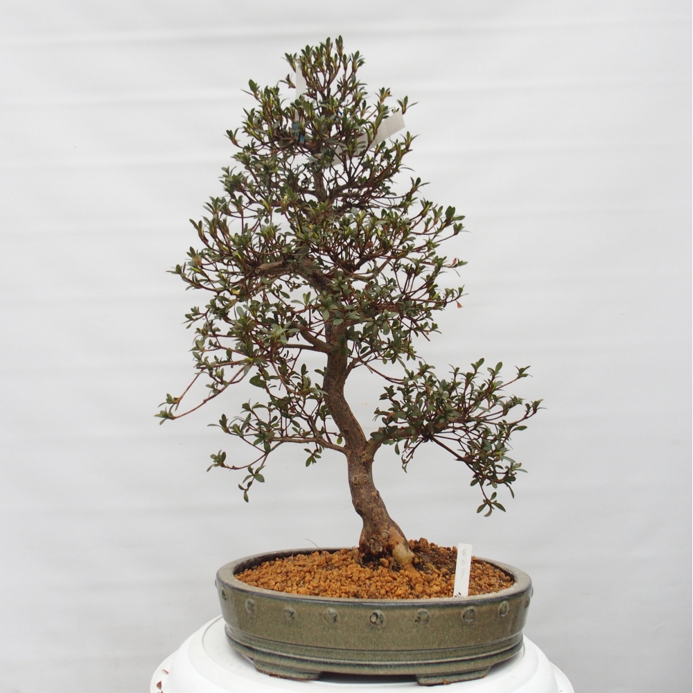 Venkovní bonsai - Japonská azalka - Azalea Akari