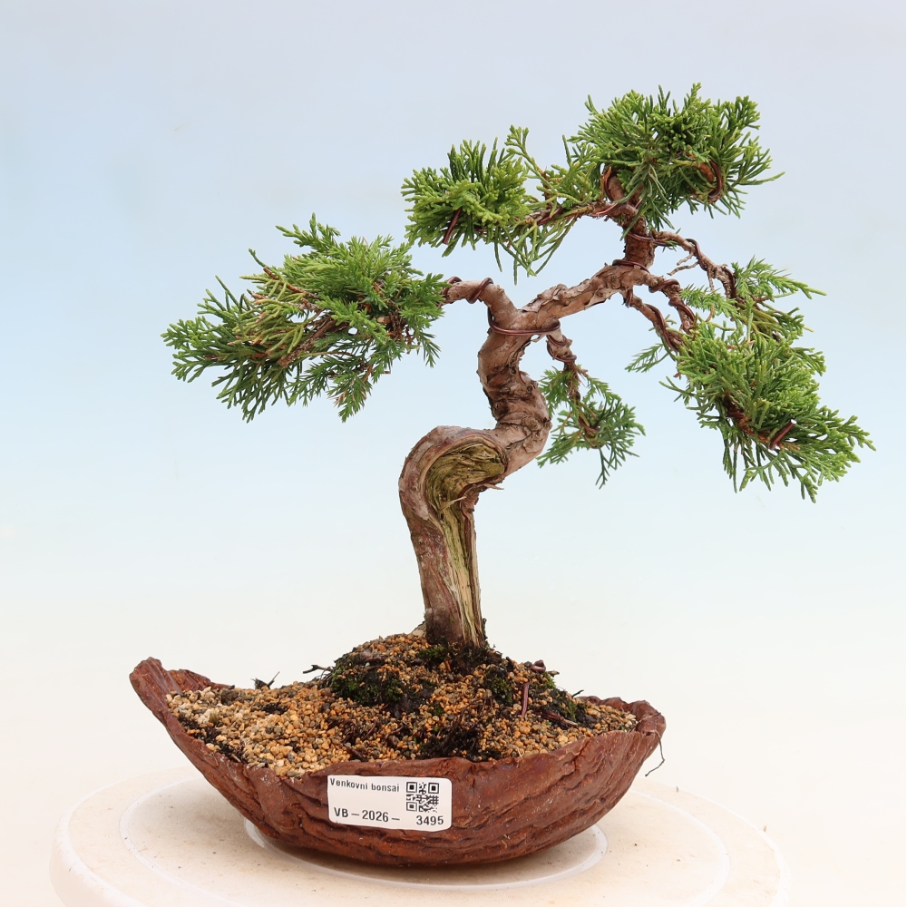 Venkovní bonsai - Juniperus chinensis Itoigawa-Jalovec čínský