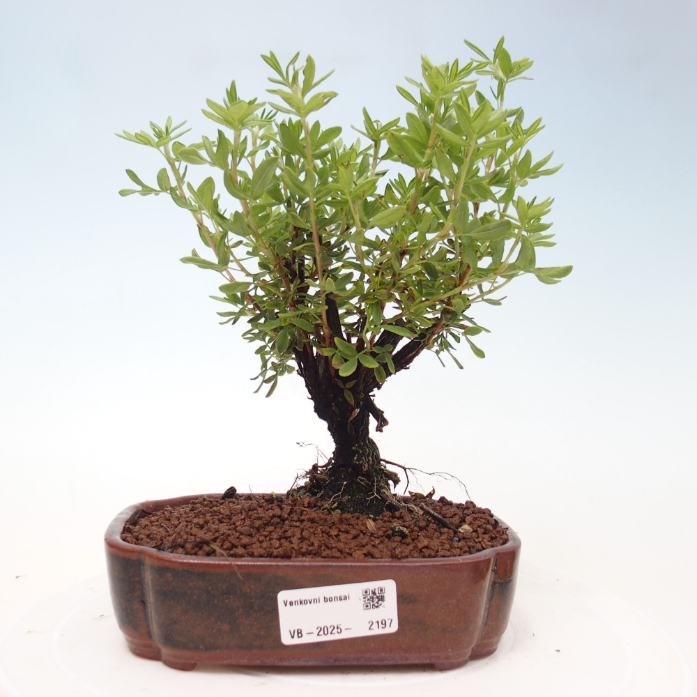 Venkovní bonsai-Mochna křovitá - potentila fruticosa yellow Bird