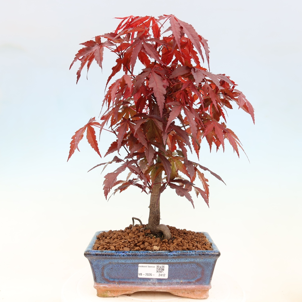 Venkovní bonsai - Acer palm. Atropurpureum-Javor dlanitolistý