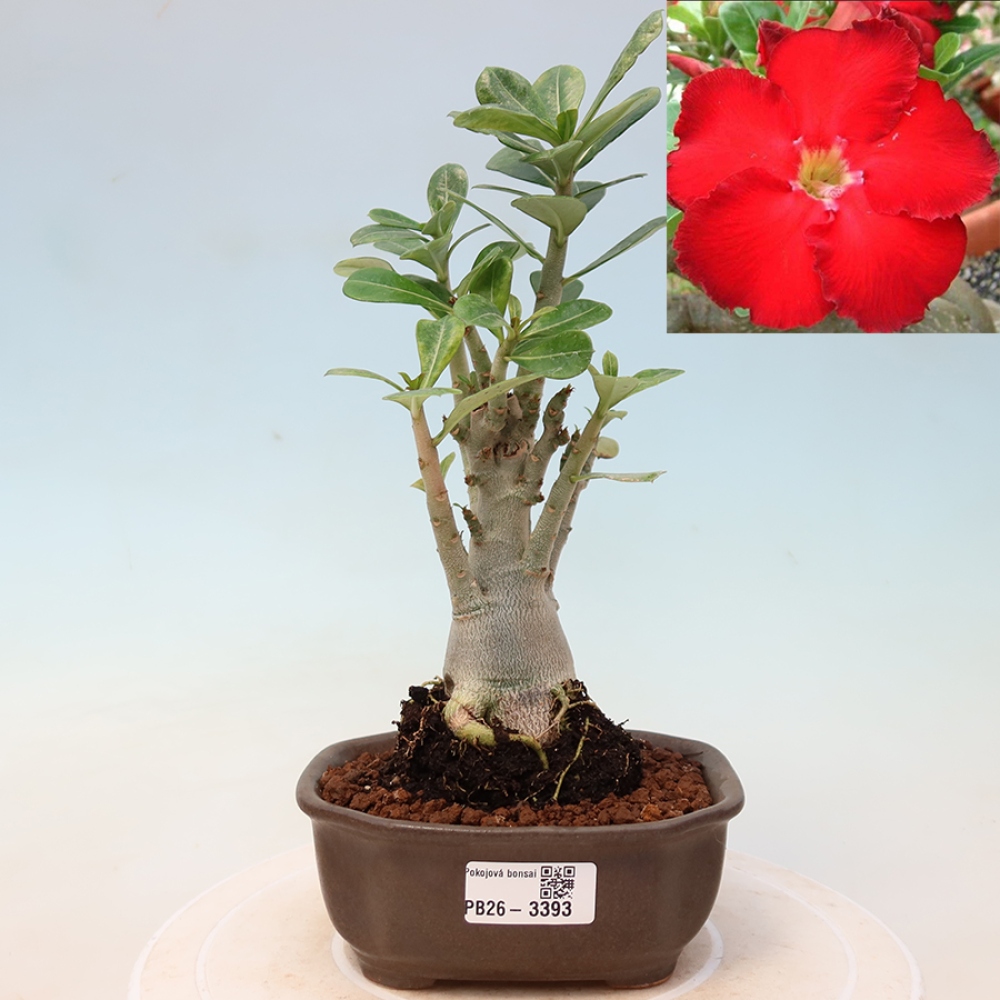 Pokojová bonsai - Adenium obesum Red Star - Pouštní růže