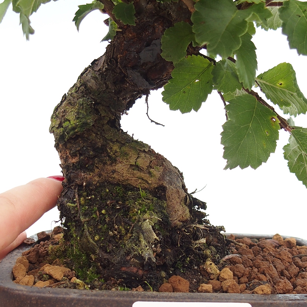 Venkovní bonsai - Zelkova - Zelkova NIRE