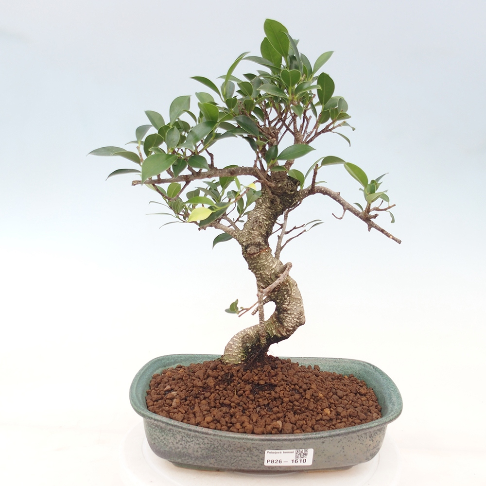 Pokojová bonsai - Ficus kimmen -  malolistý fíkus