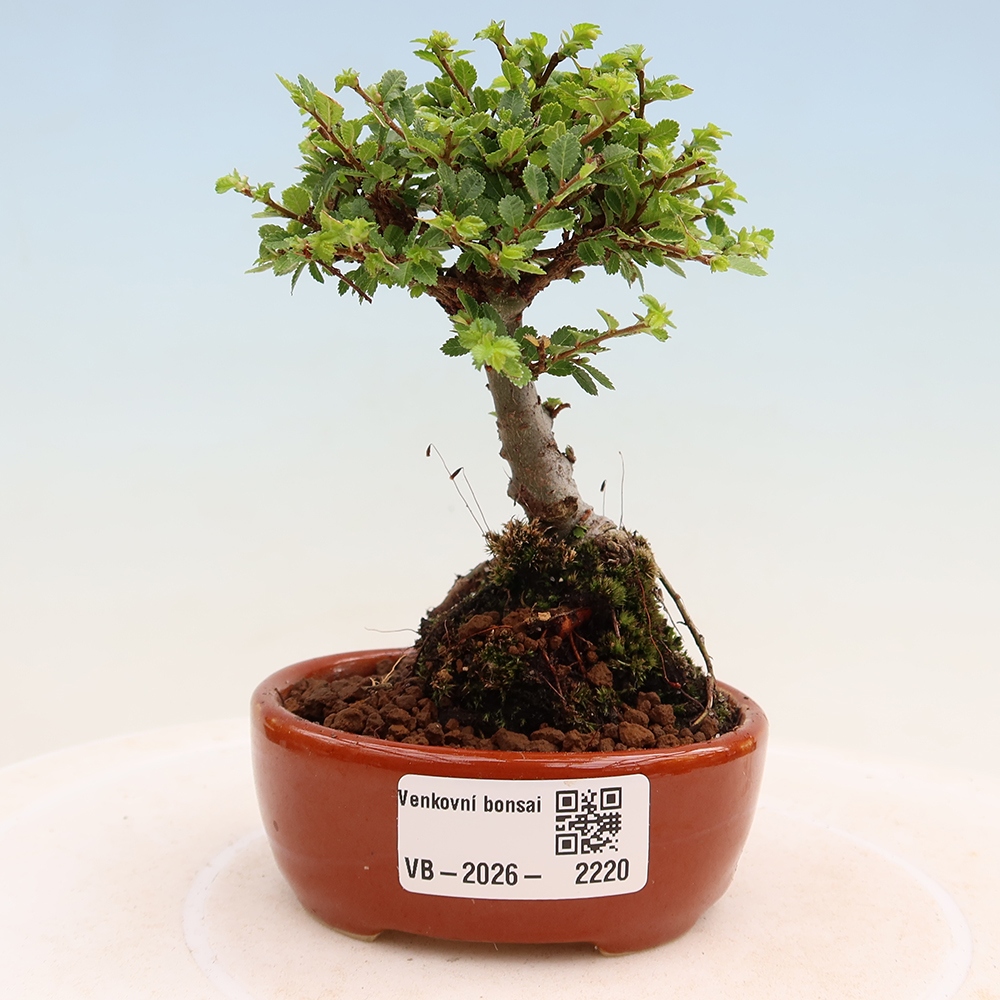 Venkovní bonsai - Ulmus parvifolia Sagei - Malolistý jilm