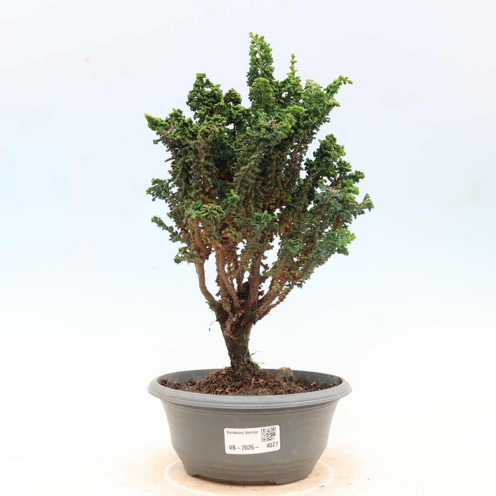 Venkovní bonsai - Cham. obtusa SEKKA HINOKI - Cypřišek
