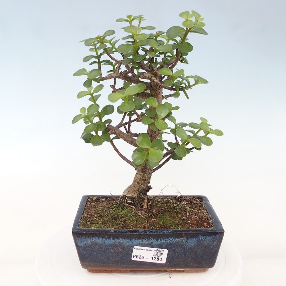 Pokojová bonsai - Portulakaria Afra - Tlustice