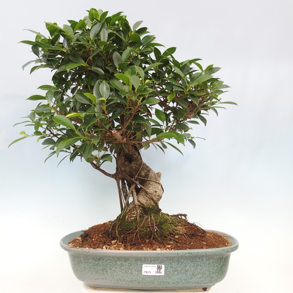 Pokojová bonsai - Ficus kimmen -  malolistý fíkus - POUZE OSOBNÍ ODBĚR nebo paletová přeprava