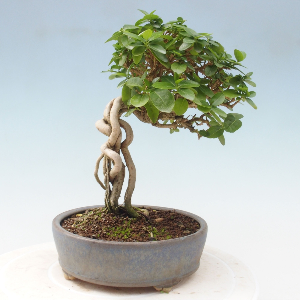 Pokojová bonsai - Premna serratifolia  - Kozlovoň malolistá