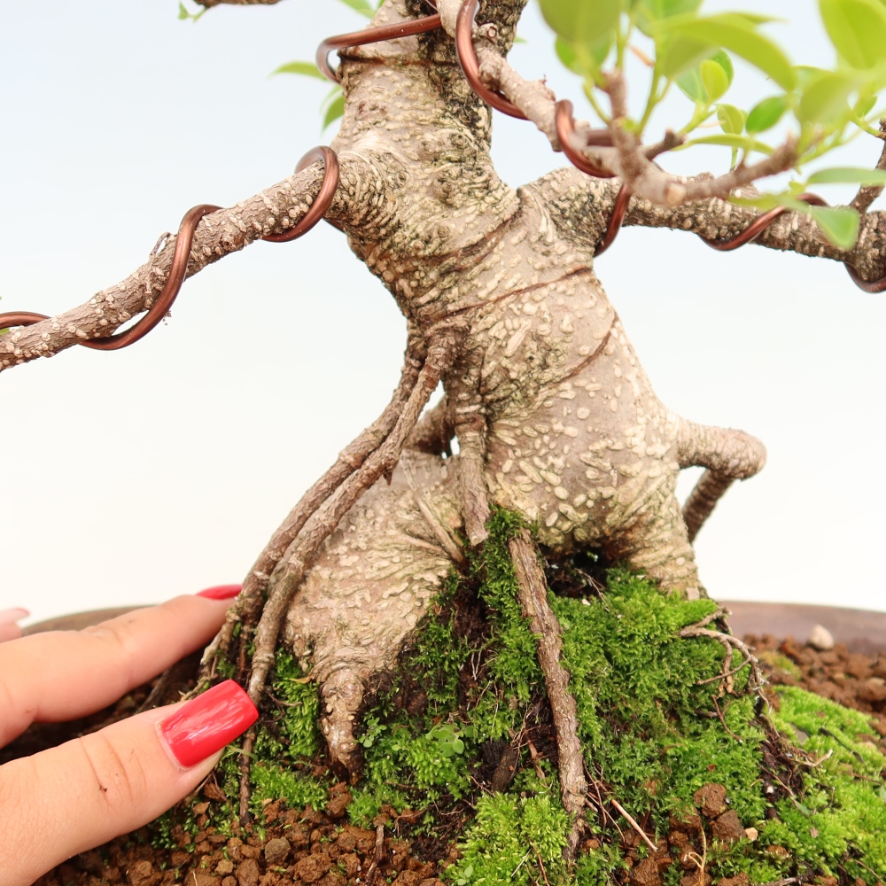 Pokojová bonsai - Ficus kimmen -  malolistý fíkus