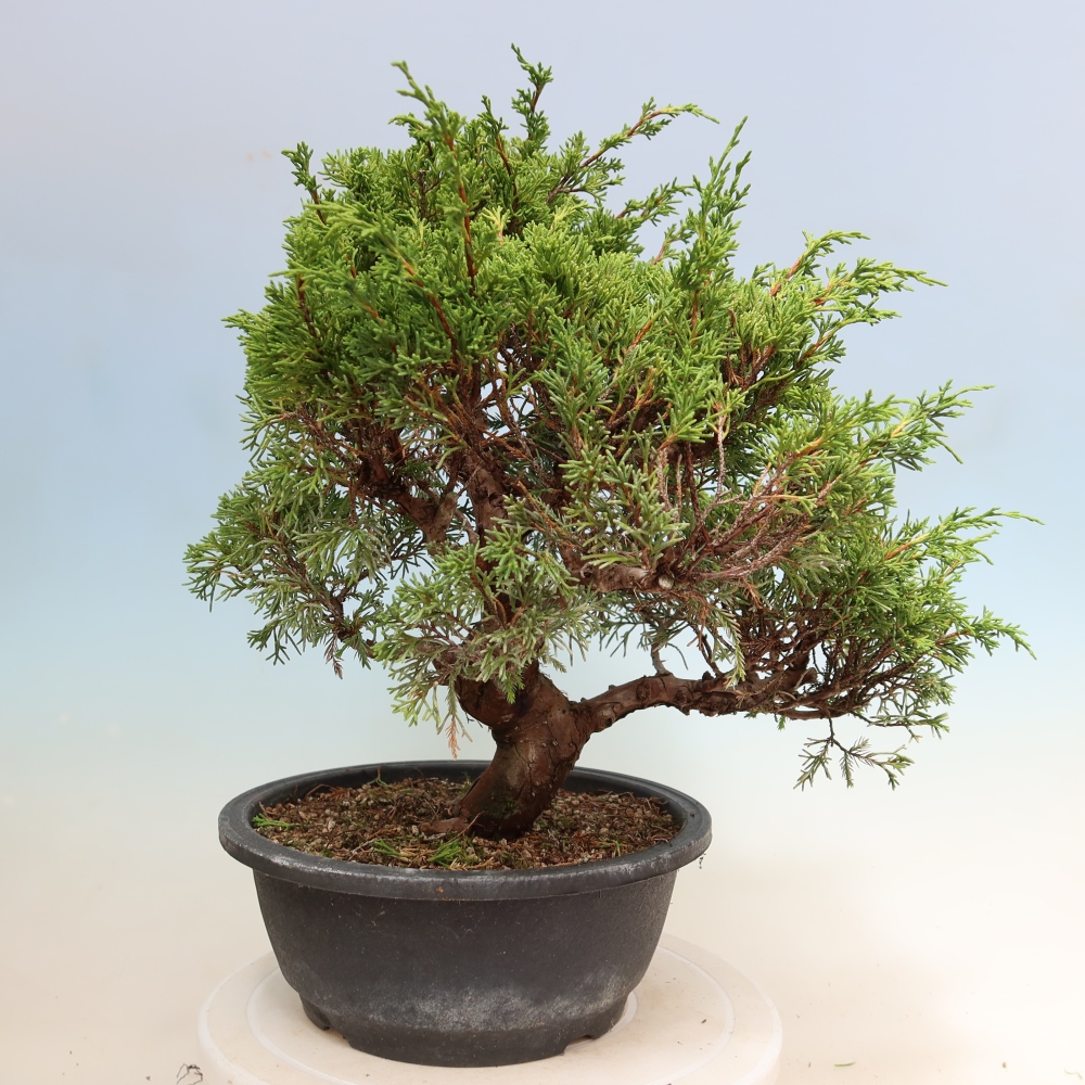 Venkovní bonsai - Juniperus chinensis Itoigawa-Jalovec čínský