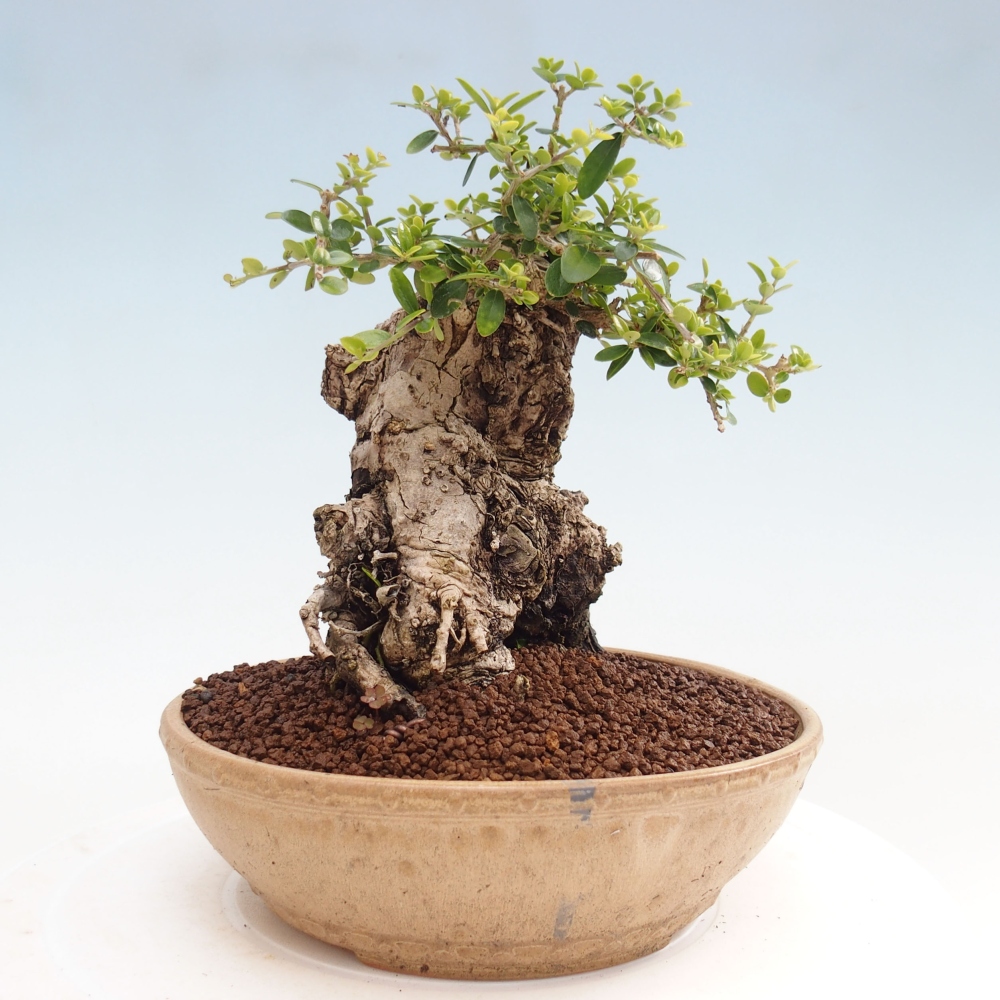 Pokojová bonsai - Olea europaea sylvestris -Oliva evropská drobnolistá
