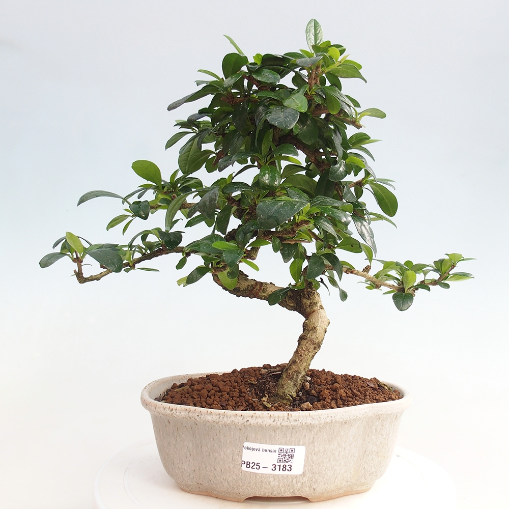 Pokojová bonsai - Carmona macrophylla - Čaj fuki