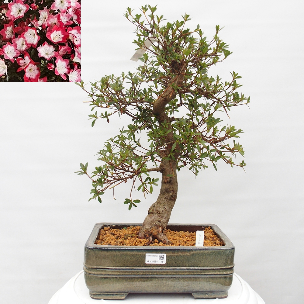Venkovní bonsai - Japonská azalka - Azalea Rin