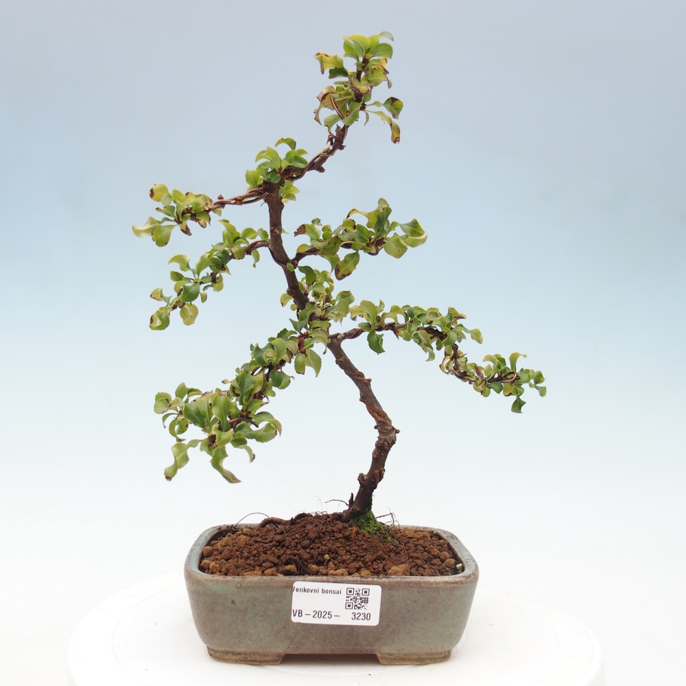 Venkovní bonsai - Chaneomeles s. Red Joy - Kdoulovec 