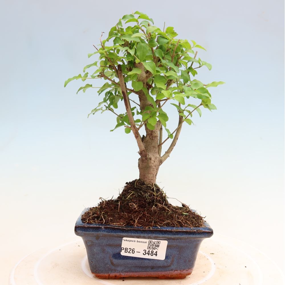 Pokojová bonsai -Ligustrum chinensis - Ptačí zob