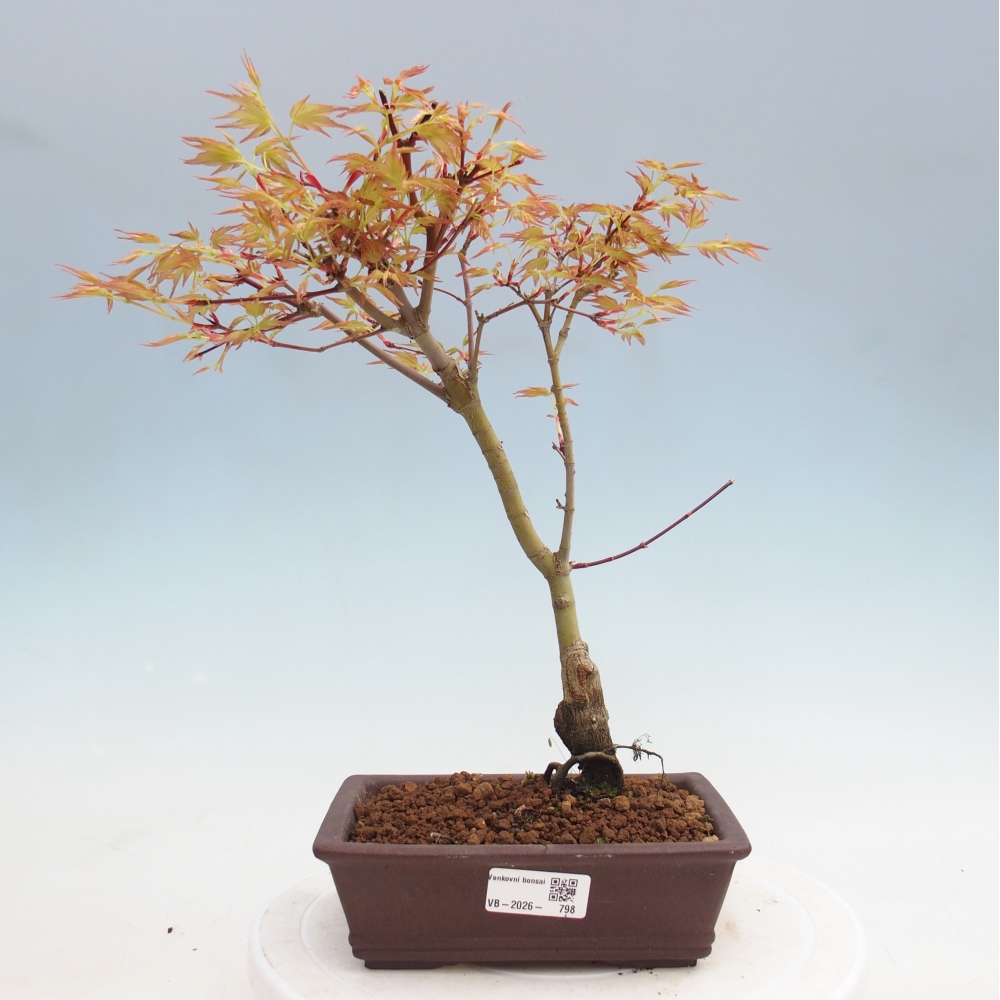 Javor dlanitolistý - Acer palmatum Beni Tsukasa