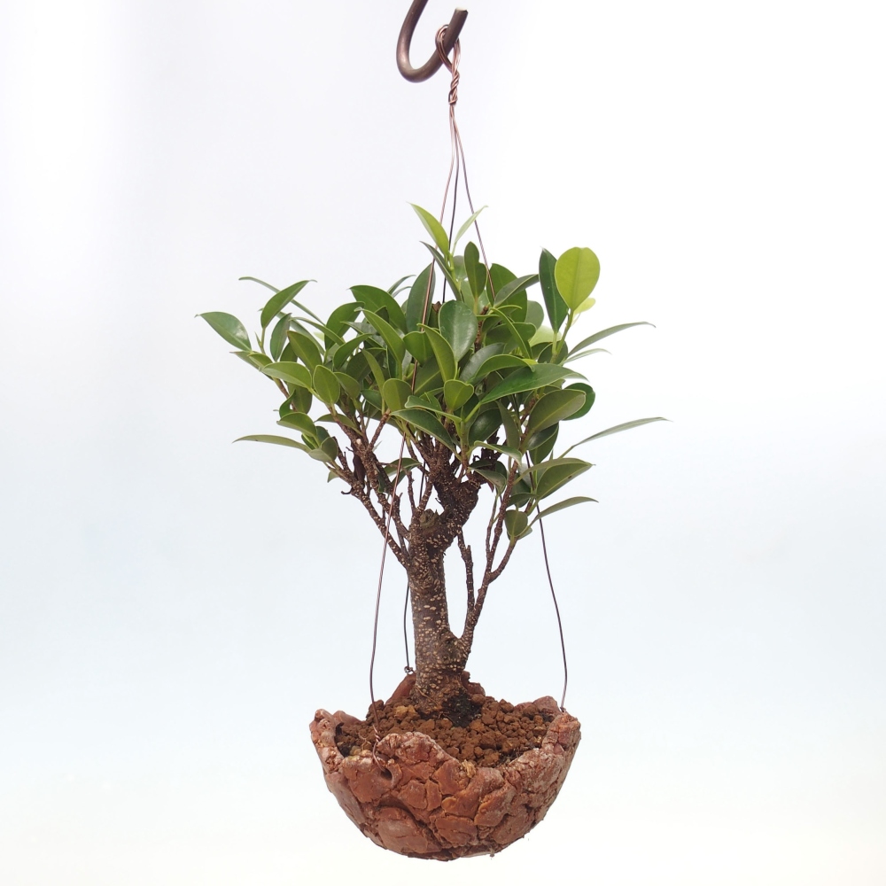 Kokedama v keramice - malolistý ficus - Ficus kimmen