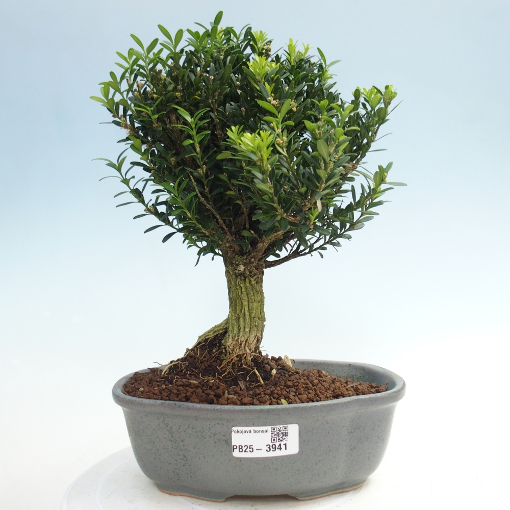 Pokojová bonsai - Buxus harlandii - korkový buxus