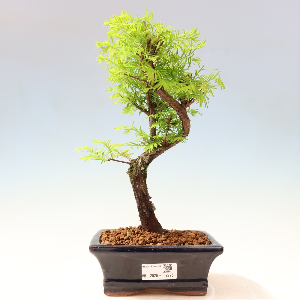 Venkovní bonsai - Metasequoia glyptostroboides - Metasekvoje čínská